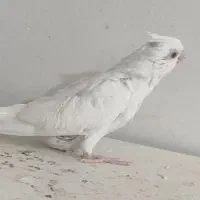3عدد جوجه عروس البینو