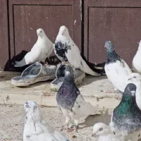 کبوتر دمبی|پرنده|میانه, |دیوار