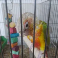 ماده گرینچیک|پرنده|آبادان, |دیوار