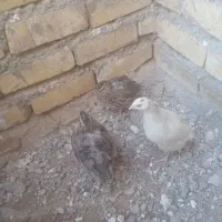 بلدرچین