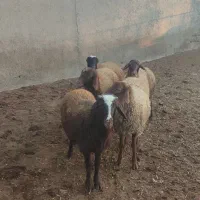 6برماده درجه یک|حیوانات مزرعه|هشتگرد, تهران دشت|دیوار