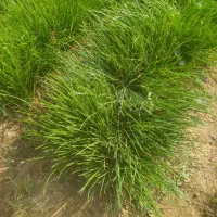 نهال پیاز سایروس|گل و گیاه طبیعی|عنبرآباد, |دیوار