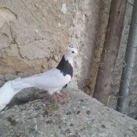 طوق سیاه|پرنده|دهدشت, |دیوار