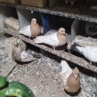 کبوتر نر و ماده درجه یک