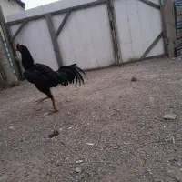 خروس لاری تمام ۱۰ماه