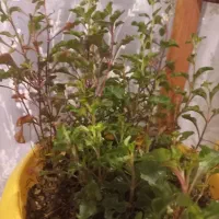 گل طبیعی رویا|گل و گیاه طبیعی|مشهد, زمانه|دیوار