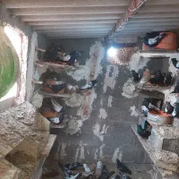 سینه سیاه و نیم تنه کفتر جوجه کشی|پرنده|بجستان, |دیوار