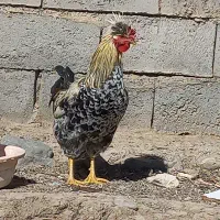 خردس جوان ارگانیک|حیوانات مزرعه|هریس, |دیوار