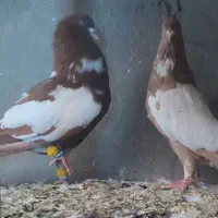 نروماده ابلغ زرد سرخ
