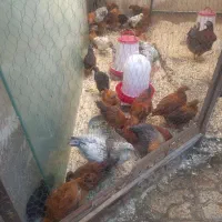 جوجه مرغ و خروس دو ماهه