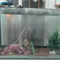 یک عدد آکواریوم بزرگ