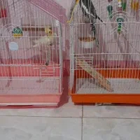 عروس هلندی|پرنده|رضوانشهر, |دیوار