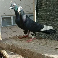 کله سیاه.سار.پلنگ.دمسفید