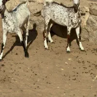 بزغاله قشنگ|حیوانات مزرعه|خرمشهر, |دیوار