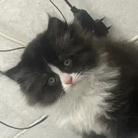 بچه گربه پرشین