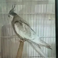 عروس هلندی سرلاکی وبالغ نرو گرینچک|پرنده|بندرعباس, |دیوار