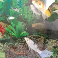 ماهی کوی پوست چرمی خوشگل  معاوضه با مرغ