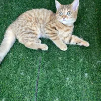 گربه