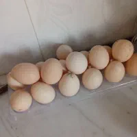 تخم مرغ