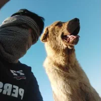 پژدر 15ماهه|سگ|درگزین, |دیوار