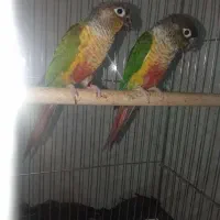 گل گیاه گرینچک