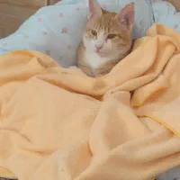 واگذاری گربه