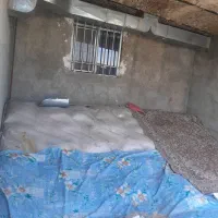 گندم پیشگام