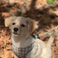 سگ پامر اشپیتز