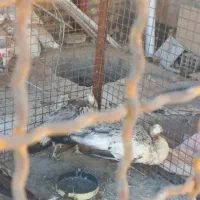 طاووس|پرنده|کاشان, فین بزرگ|دیوار