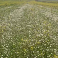 زمین کشاورزی