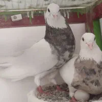 طوق وسینه