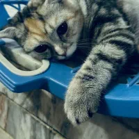 گربه ماده اماده جفت گیری|گربه|زاهدان, |دیوار