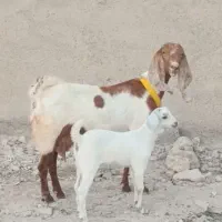 بز پاکستانی باکهرماده