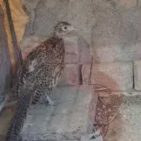 بقلمون بوربون بقلمون مرغ وخروس آمری کایی|حیوانات مزرعه|تربتحیدریه, بهشت عسکری|دیوار