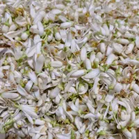 گلاب و عرقیات سنتی اصل قمصر کاشان عمده و جزئی|خوردنی و آشامیدنی|تهران, ارامنه|دیوار