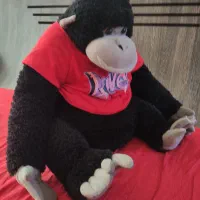 میمون پولیشی خارجی