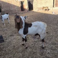 سلام نربز شیره دار..و میش تقلی مغانی