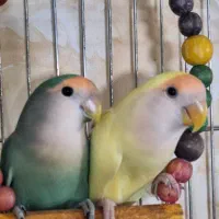 پرنده طوطی بزیلی