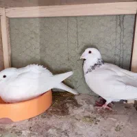 پلاکی و زاجر جفتی800