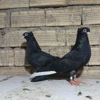 صرب جوجه صرب اتریش|پرنده|اصفهان, مارچین|دیوار