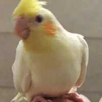 لوتینوچشم شرابی|پرنده|یزد, |دیوار