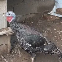 بوقلمون نر و ماده|حیوانات مزرعه|گرگان, |دیوار