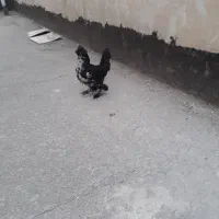 جوجه|حیوانات مزرعه|تهران, طرشت|دیوار