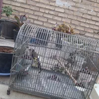 سهره رسمی ماده|پرنده|اصفهان, پوریای ولی|دیوار