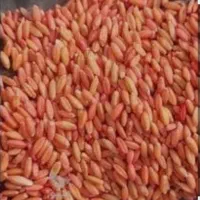 بذر گندم باران مادر یا اصلاح شده