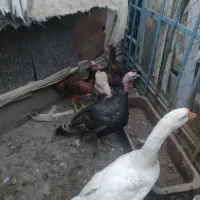 غاز .بوقلمون.مرغ|حیوانات مزرعه|چهاربرج, |دیوار