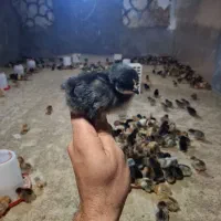 جوجه محلی۷روزه اردک جوجه رنگی از مرغ خروس محلی|حیوانات مزرعه|سیرجان, |دیوار