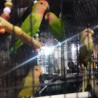 حراج عروس هلندی و طوطی برزیلی نر ماده جوجه