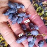 زرشک سیاه کوهی (تازه و خوشرنگ)مستقیم از دل طبیعت