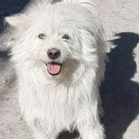 سگ نژاد خارجی زیباترازساموئیدو توله پشمالو